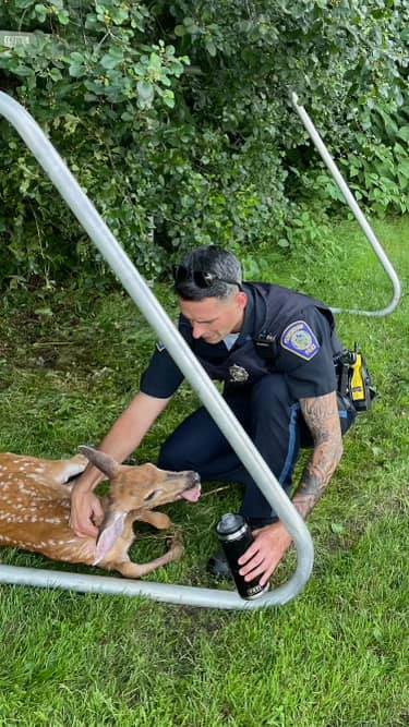 A police officer can be seen offering an injured deer some water | Photo: Facebook/Foxborough Police Department