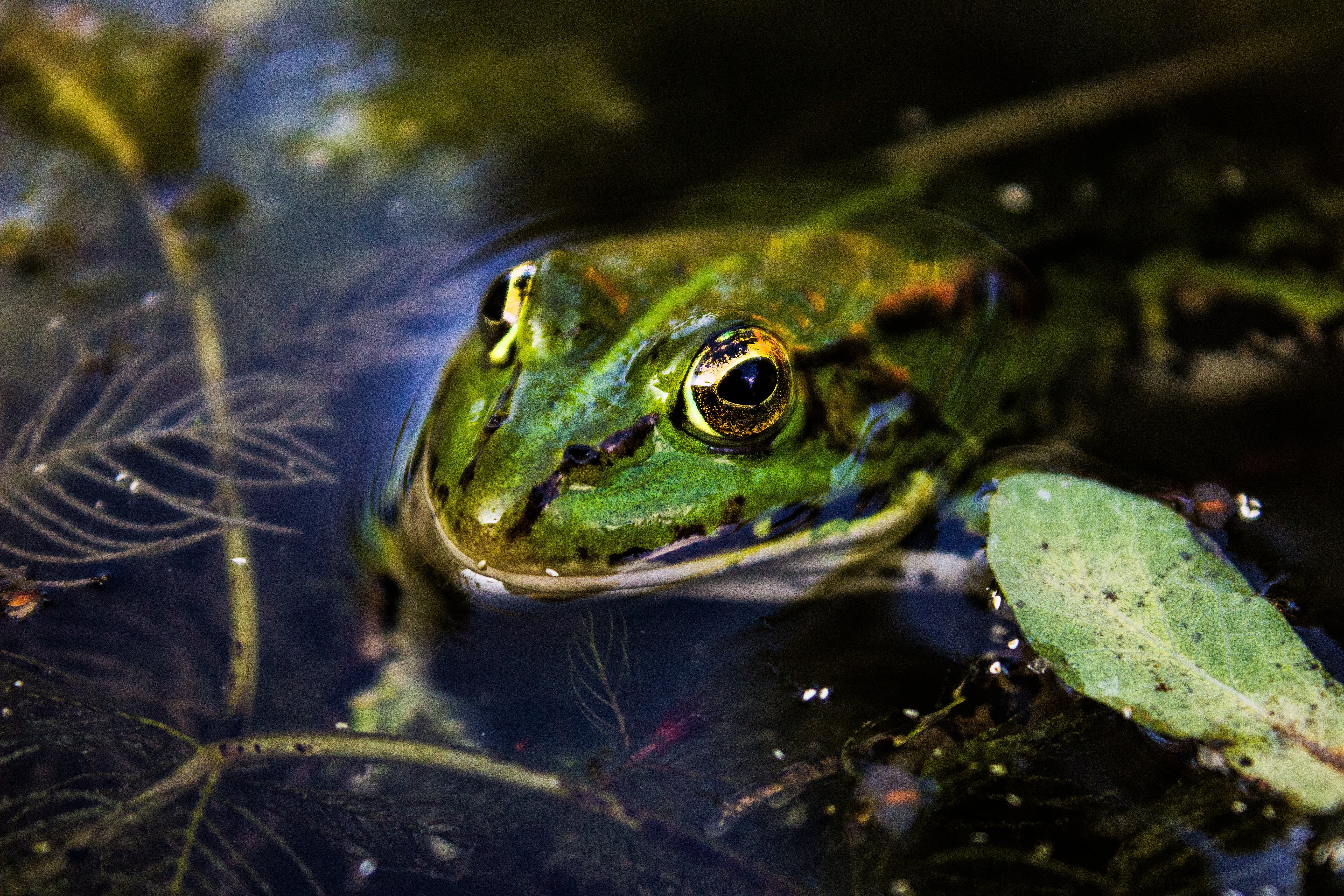 Pictured - A green toad in water | Source: Pexels 