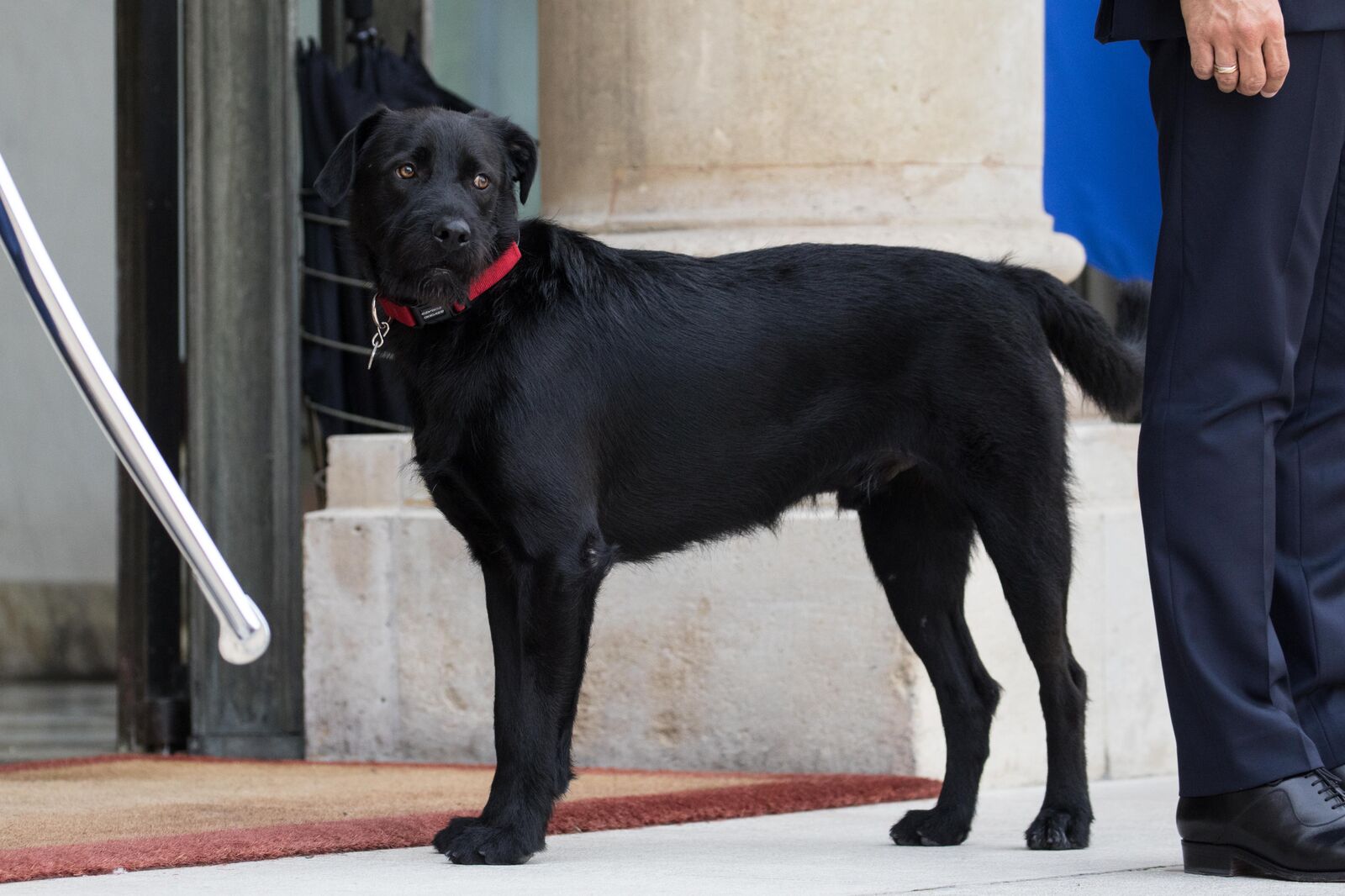 Le chien du couple présidentiel Nemo |Source: Getty Images