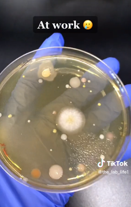 Die Bakterienergebnisse von @the_lab_life1 nach ihrem Experiment mit Petrischalenproben aus dem Händetrockner ihres Arbeitsplatzes im Jahr 2023 | Quelle: TikTok/@the_lab_life1