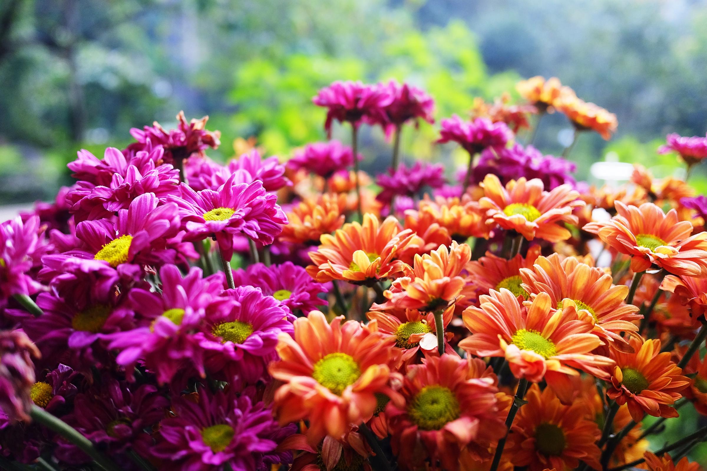 Pink and orange chrysanthemums in full bloom | Source: Shutterstock