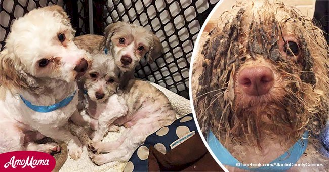 Salvan a más de 100 perros de un criadero asqueroso que los tenía asustados y cubiertos de lodo