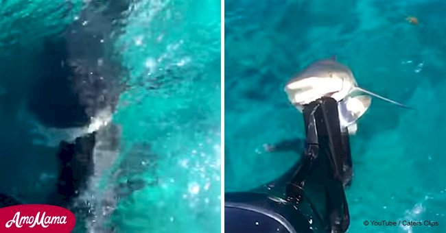 Shark attempts to eat the engine of a boat and the fisherman's video goes viral