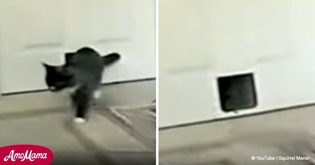 Cat comes home as usual, but that day she brought her 'special' friend