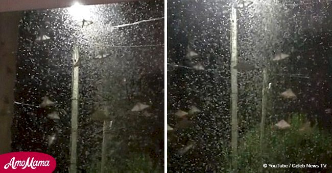 Video of a massive cloud of moths swallowing a French town looks terrifying