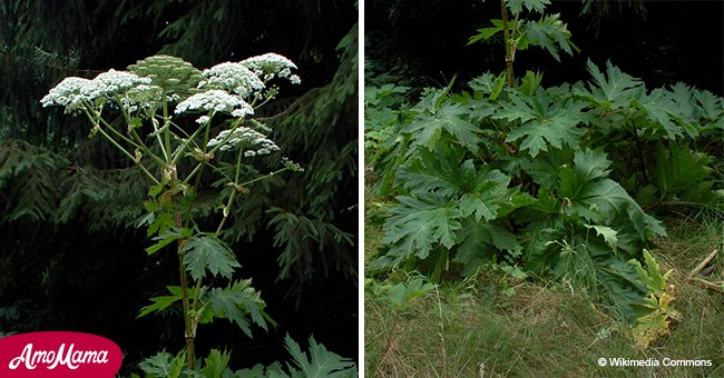 Invasive plant that causes blindness and third-degree burns discovered in a US state