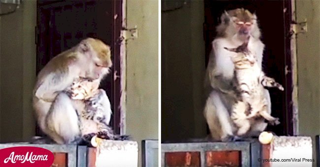 Un singe sauvage "enlève" et câline un chaton, mais le chaton semble assez heureux dans ses bras