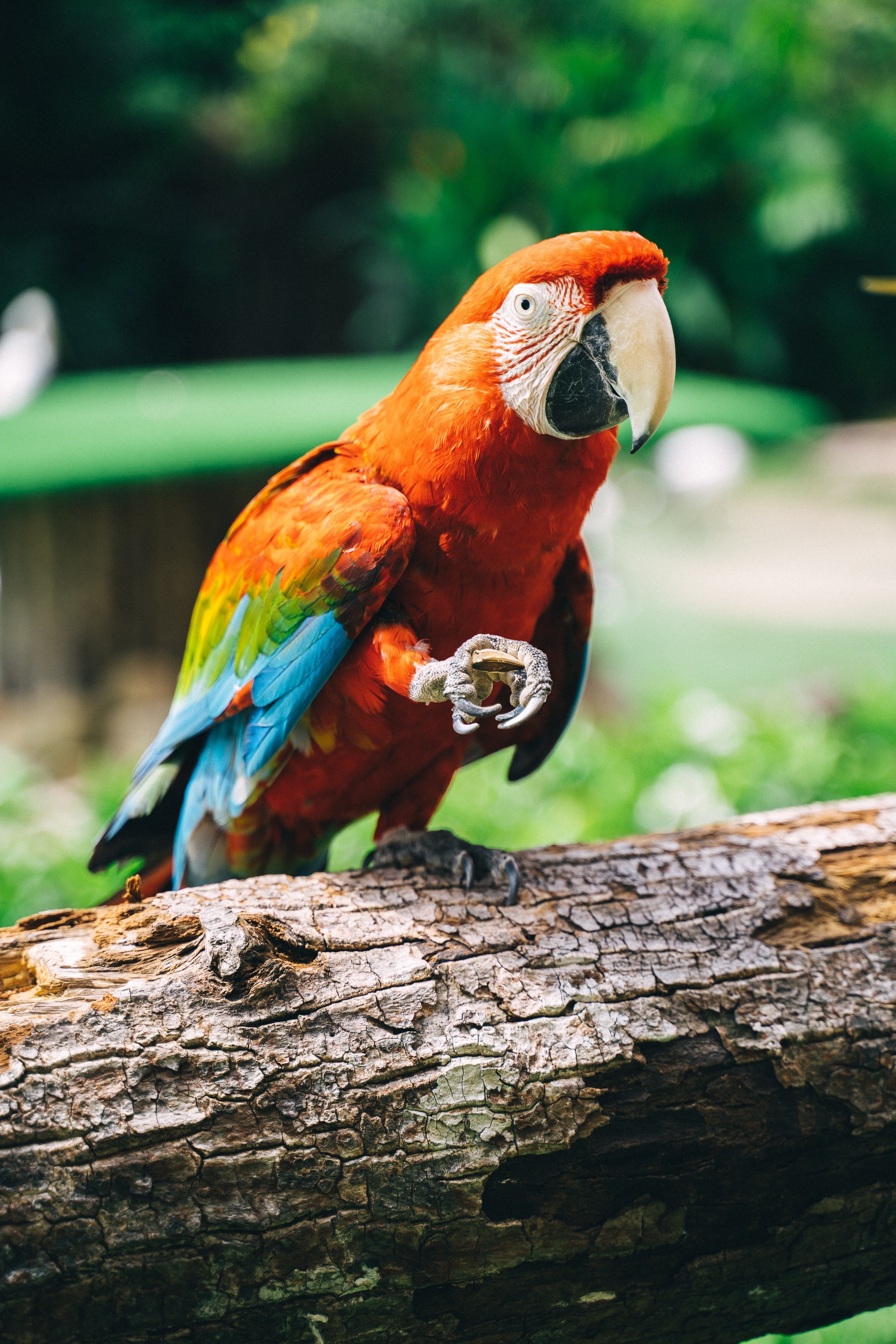 Ein Papagei, der auf einem Stock hockt. | Quelle: Pexels