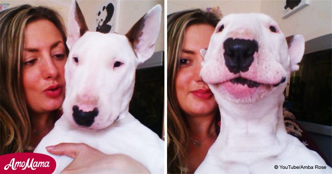 Video shows Bull Terrier 'singing' along to Ed Sheeran's 'Thinking Out Loud'