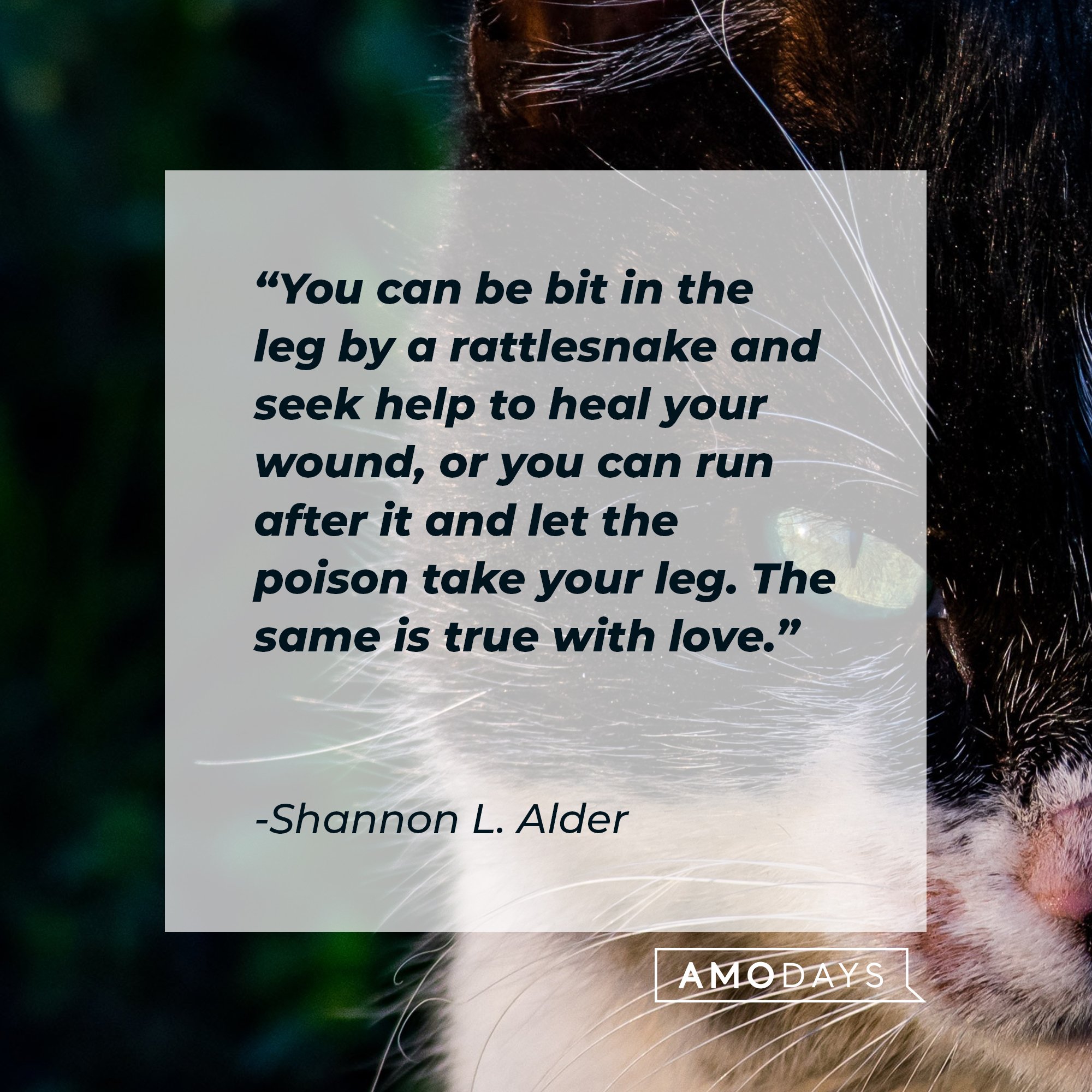 Shannon L. Alder's quote: "You can be bit in the leg by a rattlesnake and seek help to heal your wound, or you can run after it and let the poison take your leg. The same is true with love." | Image: AmoDays