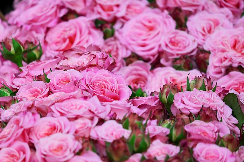 Roses | Photo : Pixabay
