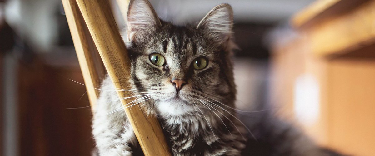 Una familia británica se reúne con su gato 14 años después de que se escapara por la ventana abierta del baño