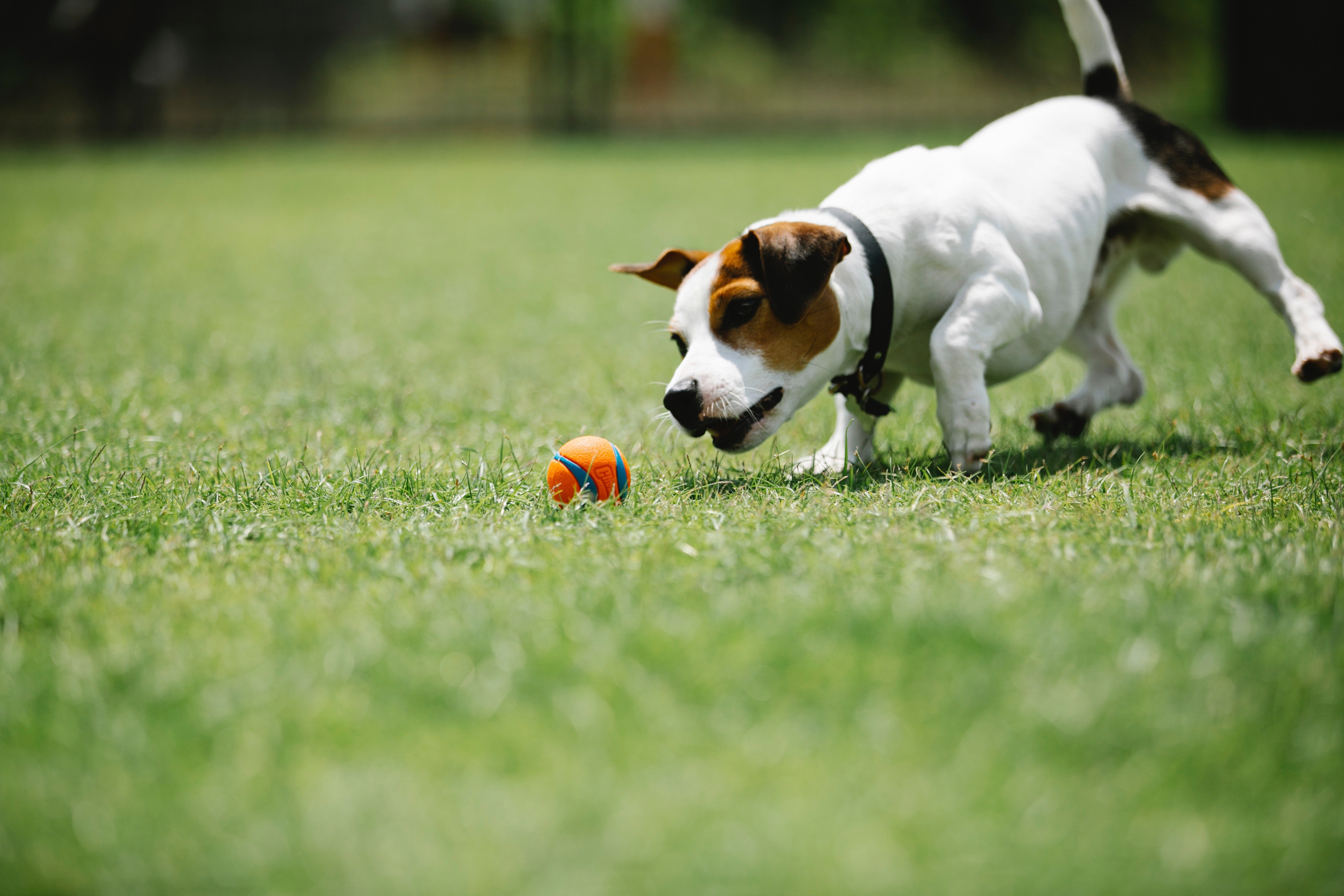 A dog playing with a ball in the lawn. | Photo: Pexels/Blue Bird