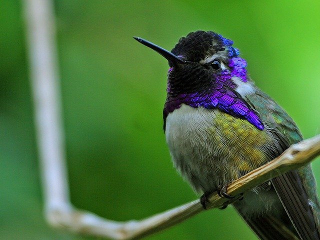 Colibrí. | Foto: Pixabay