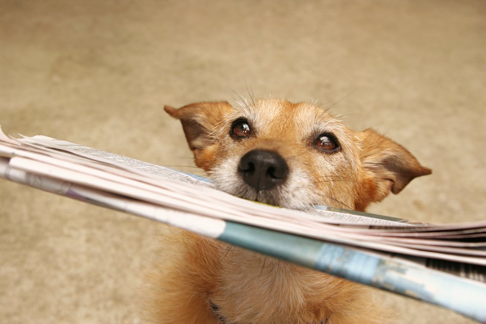 A cute terrier dog bringing in the newspaper. | Photo: Shutterstock.
