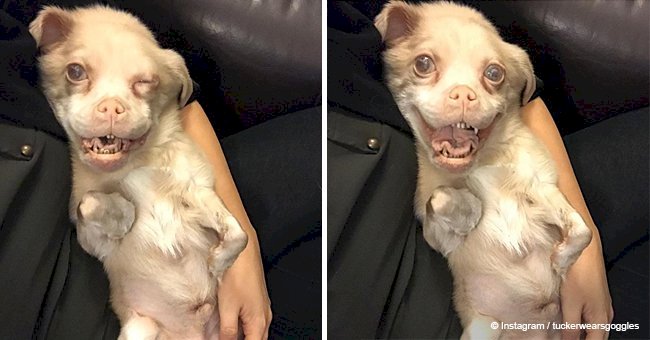 Dog with rare disease continues to enjoy life, although it looks like a bat