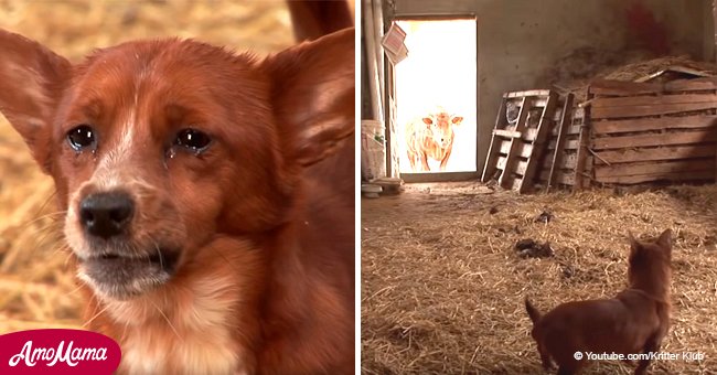 Une Video Emouvante D Un Chiot Rejete Qui Pleure En Etant Reunit Avec L Enorme Vache Qui L A Eleve Comme Son Fils