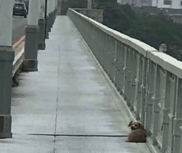 Hund wartet auf Brücke | Quelle: Pear Video