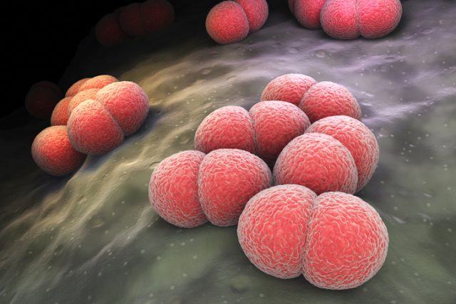 Bacteria de la meningitis. | Foto: Getty Images Bacteria de la meningitis. | Foto: Getty Images