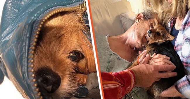 A picture of the viral momemnt between David King and his pet | Photo: Twitter.com/yahoolife