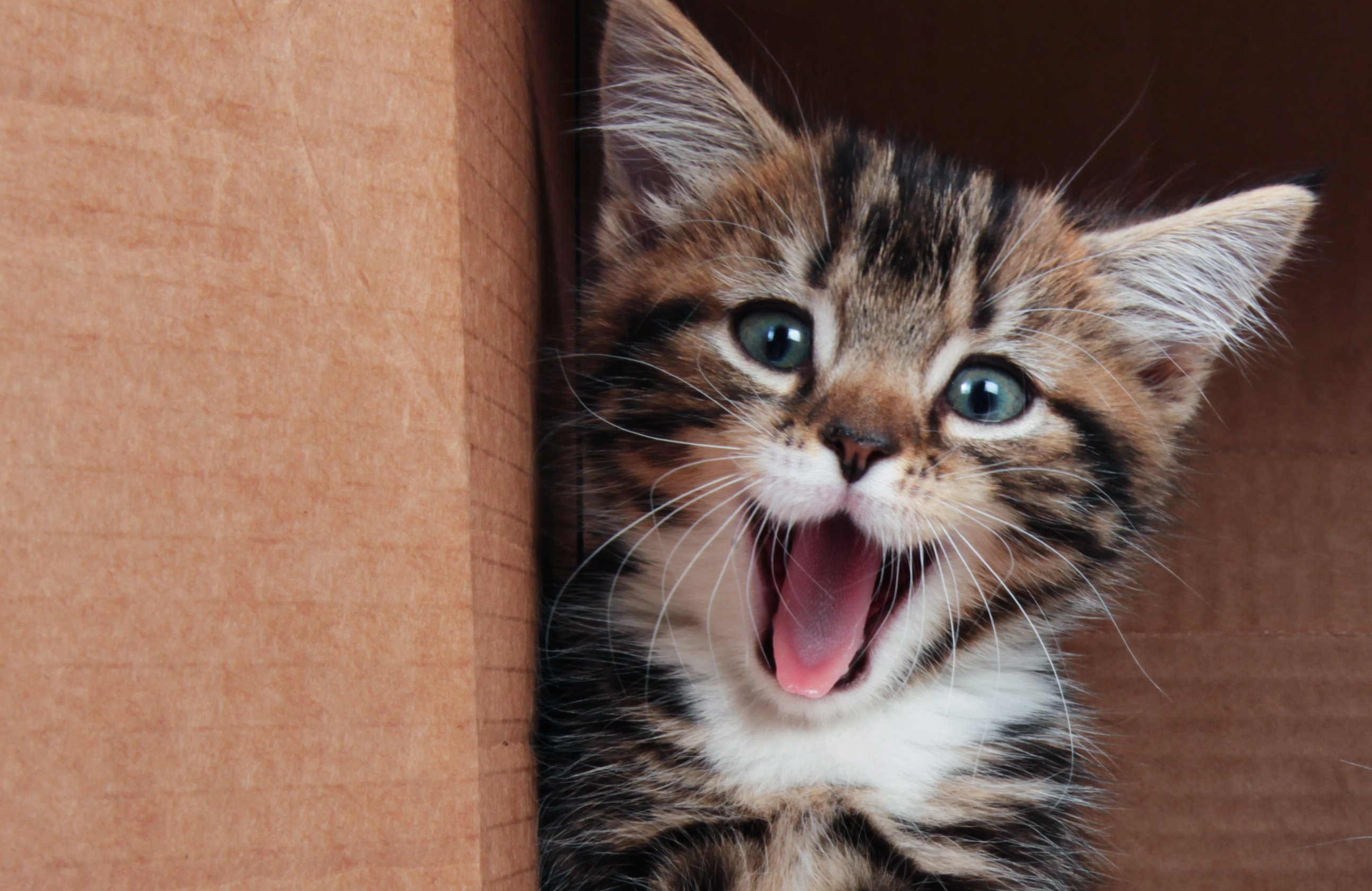 Happy Cat | Photo: Shutterstock