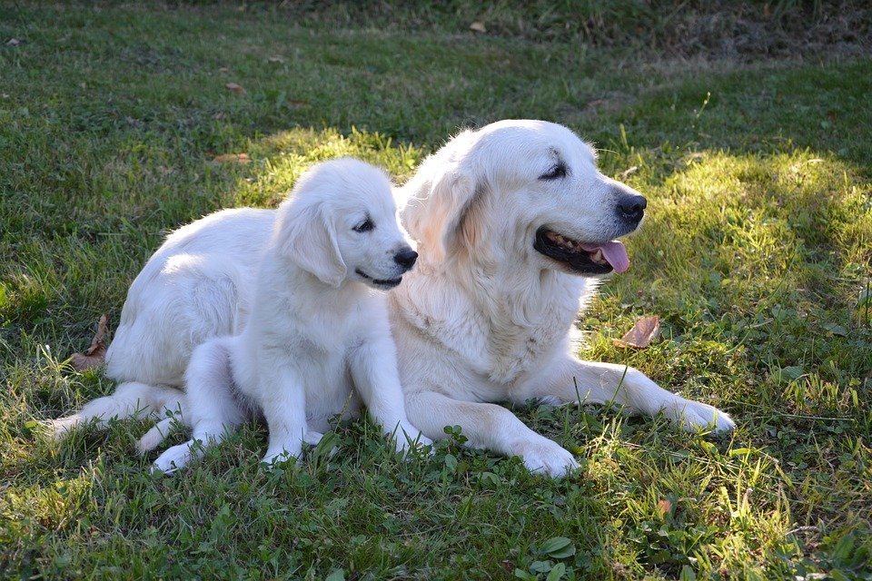 Une chienne et son chiot. l Source: Pixabay