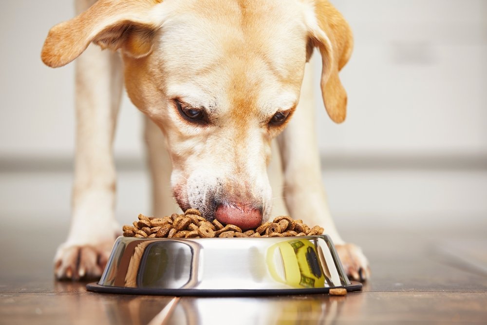 Dog eating food from bowl | Photo: Shutterstock