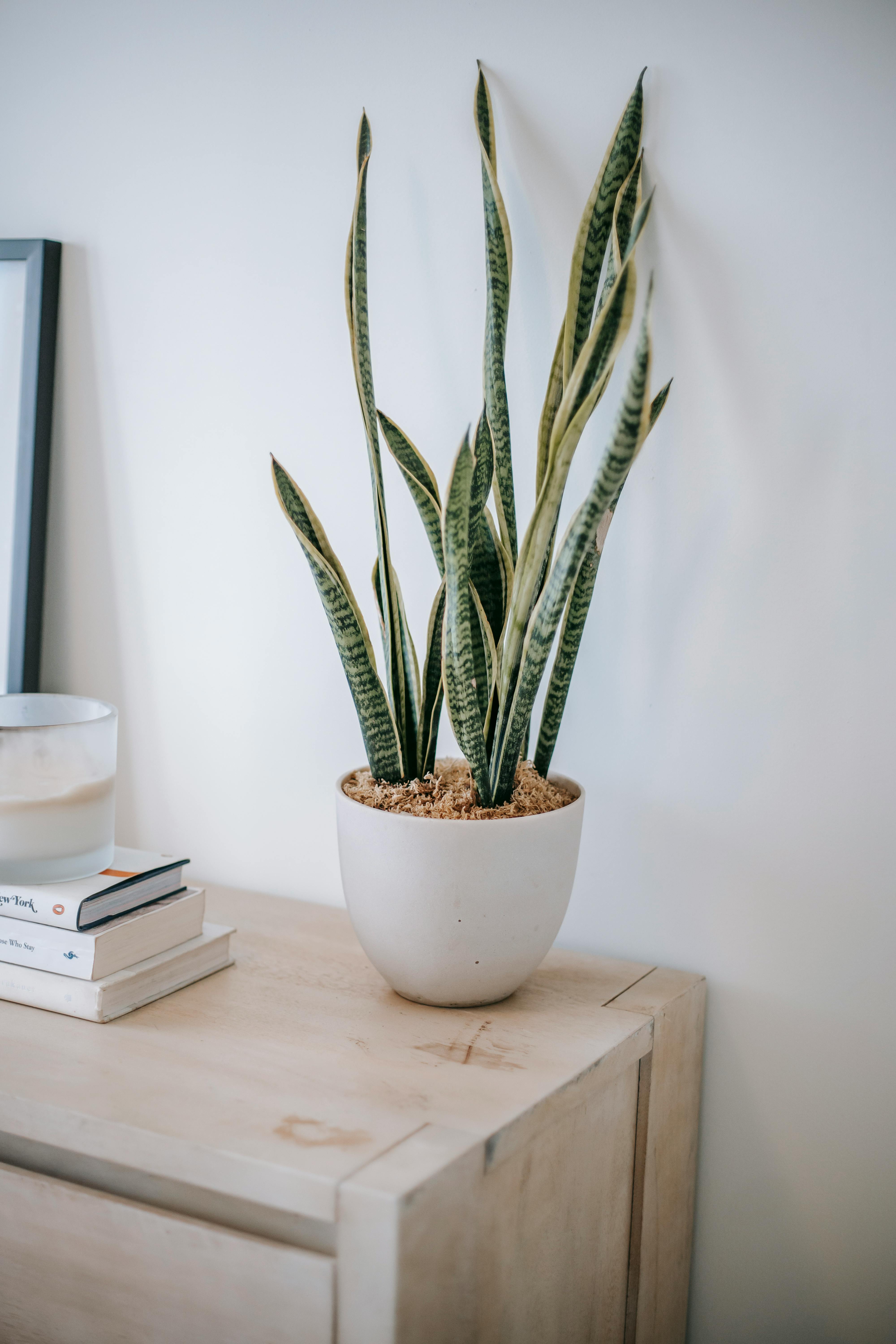 An air-purifying Snake plant | Source: Pexels