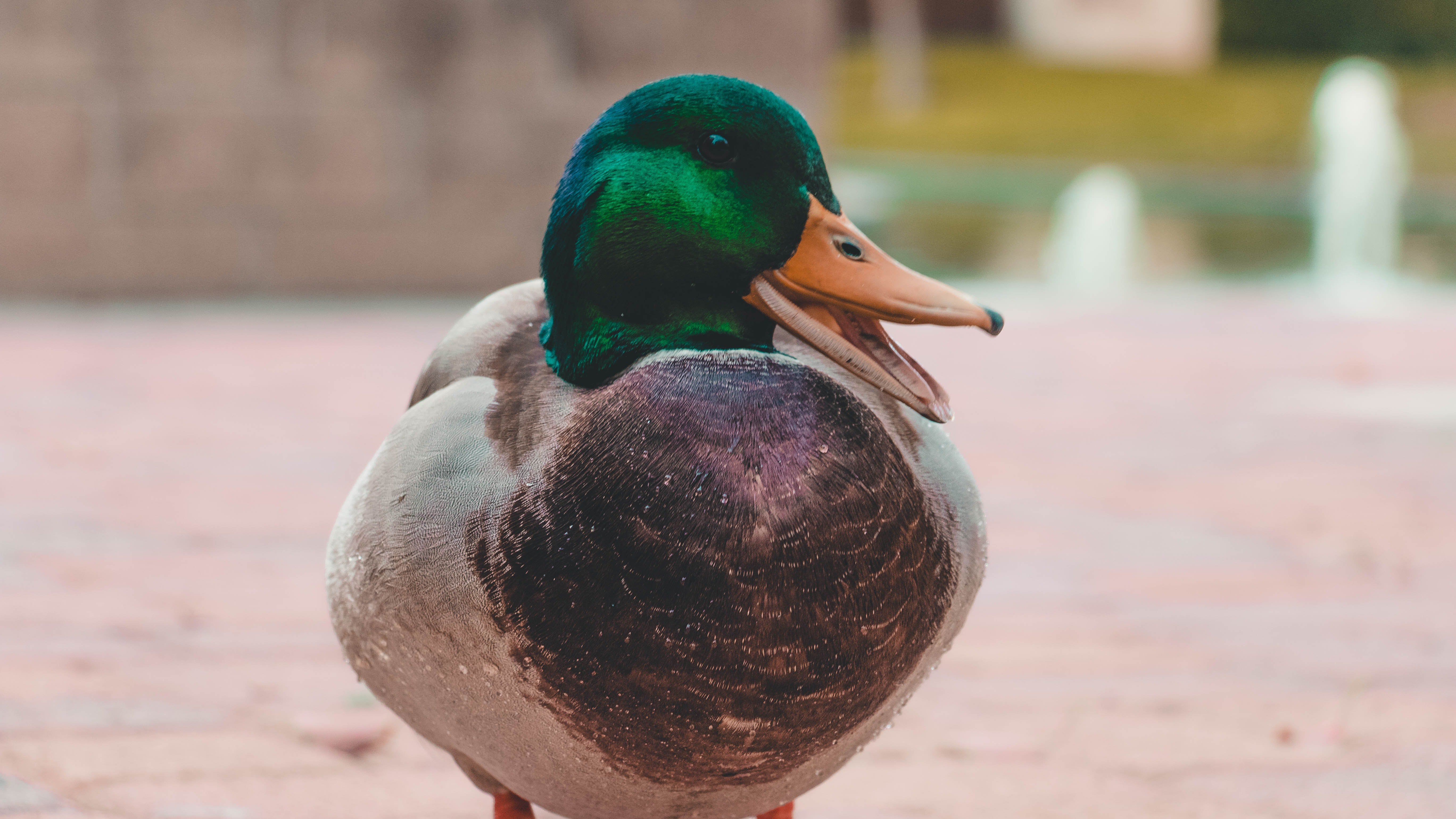 Green and grey mallard duck. | Photo: Pexels/ Saeid Anvar