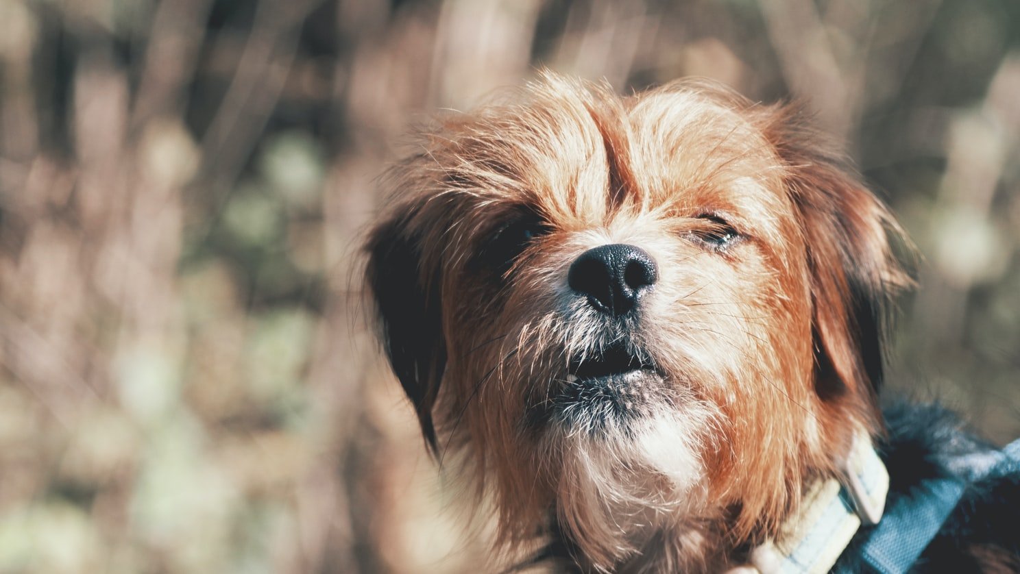 My neighbor had one of those pesky tiny dogs who bark all the time | Source: Unsplash