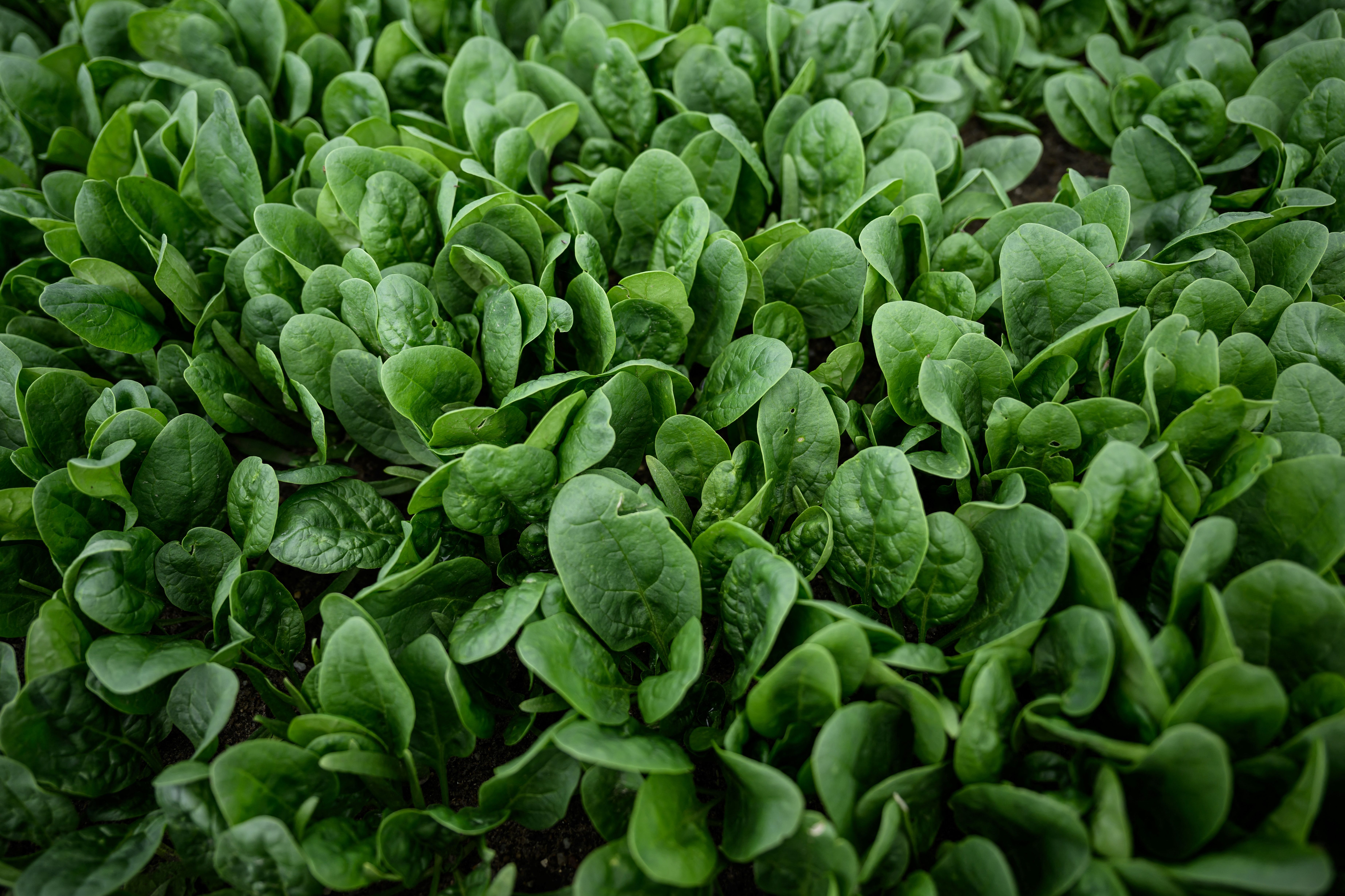 Closeup of spinach plants growing in the field | Source: Getty Images
