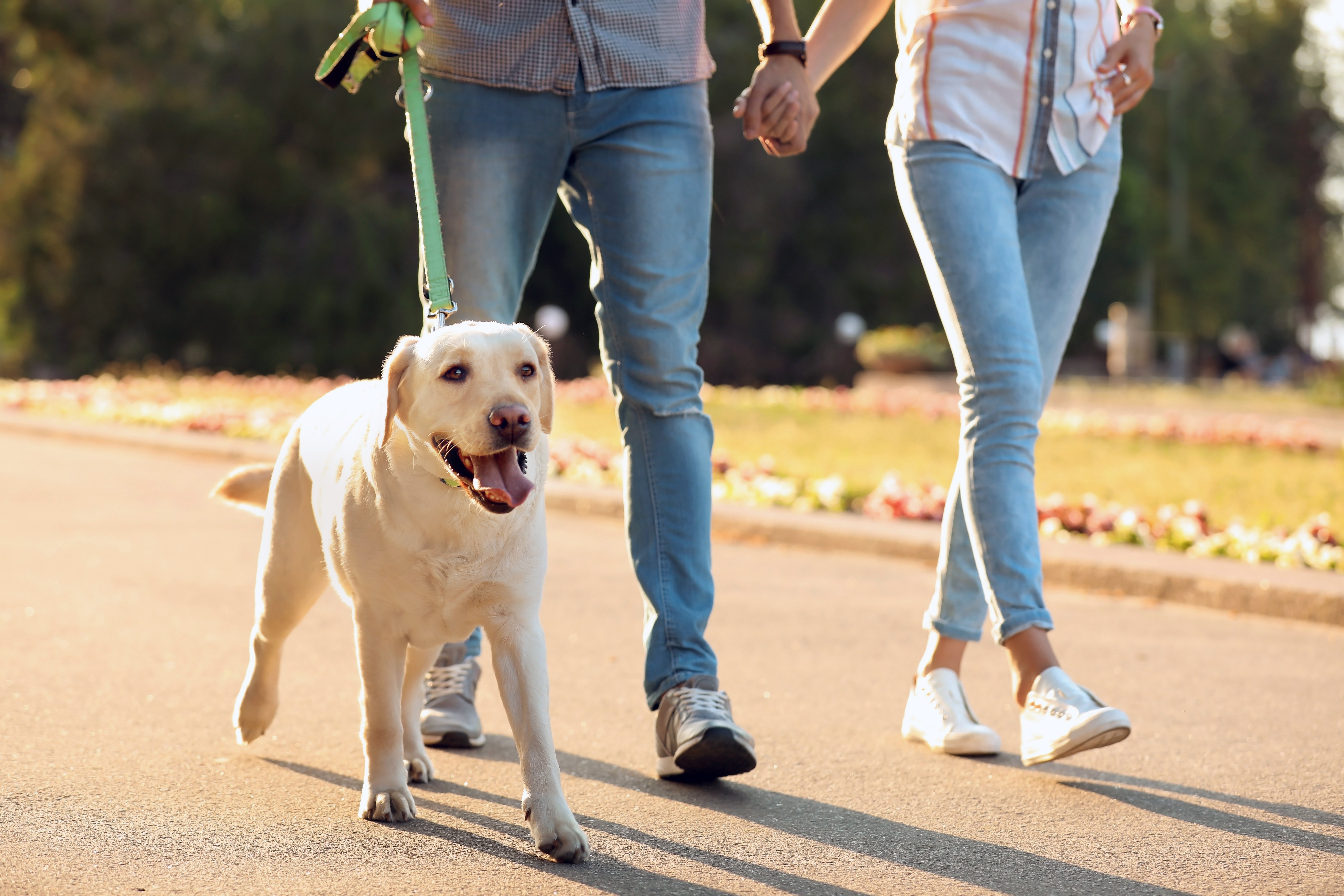 Un perro siendo paseado por sus dueños.│ Foto: Shutterstock