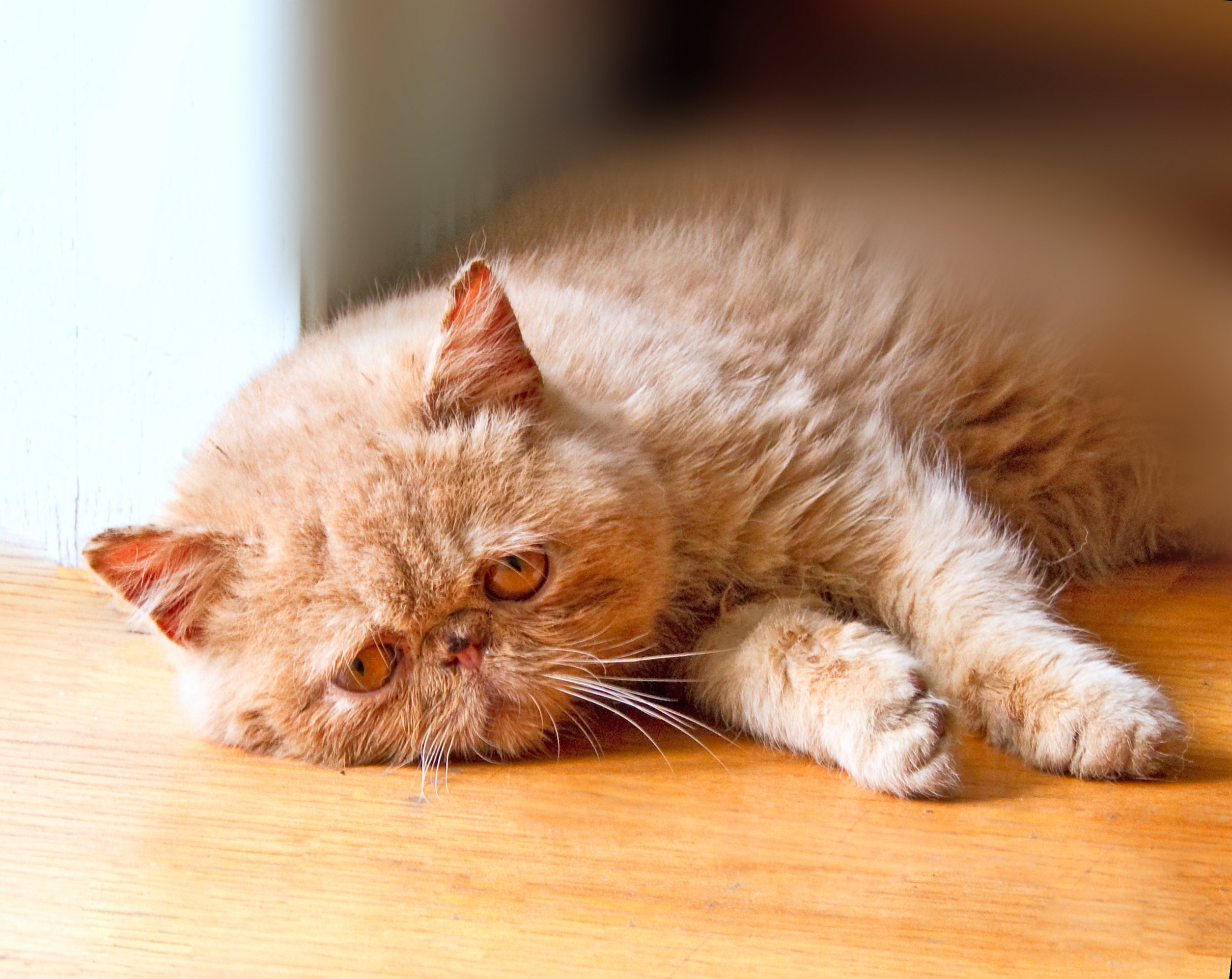 Das arme einsame Kätzchen liegt auf dem Boden und wartet darauf, dass seine Freunde zurückkommen | Quelle: Shutterstock