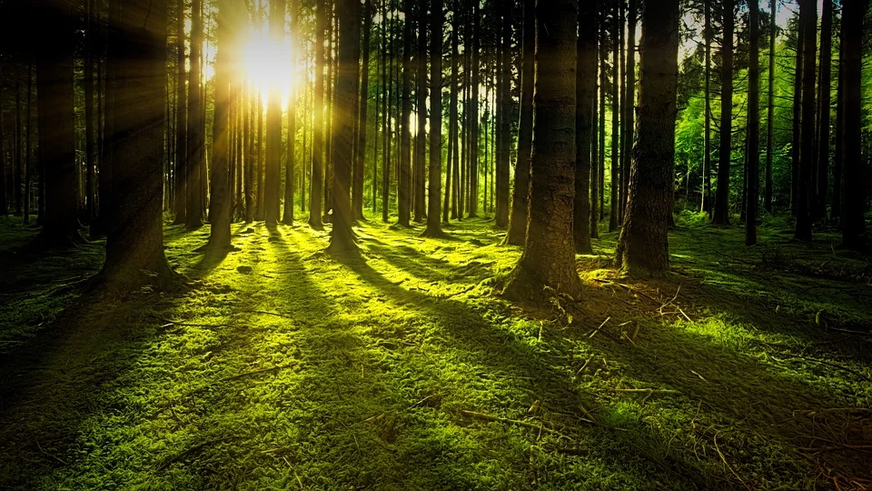 Sunlight rays in the middle of a quiet forest. | Photo: pixabay.com
