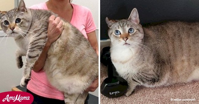 27-pound abandoned cat found his 'Happily-Ever-After'