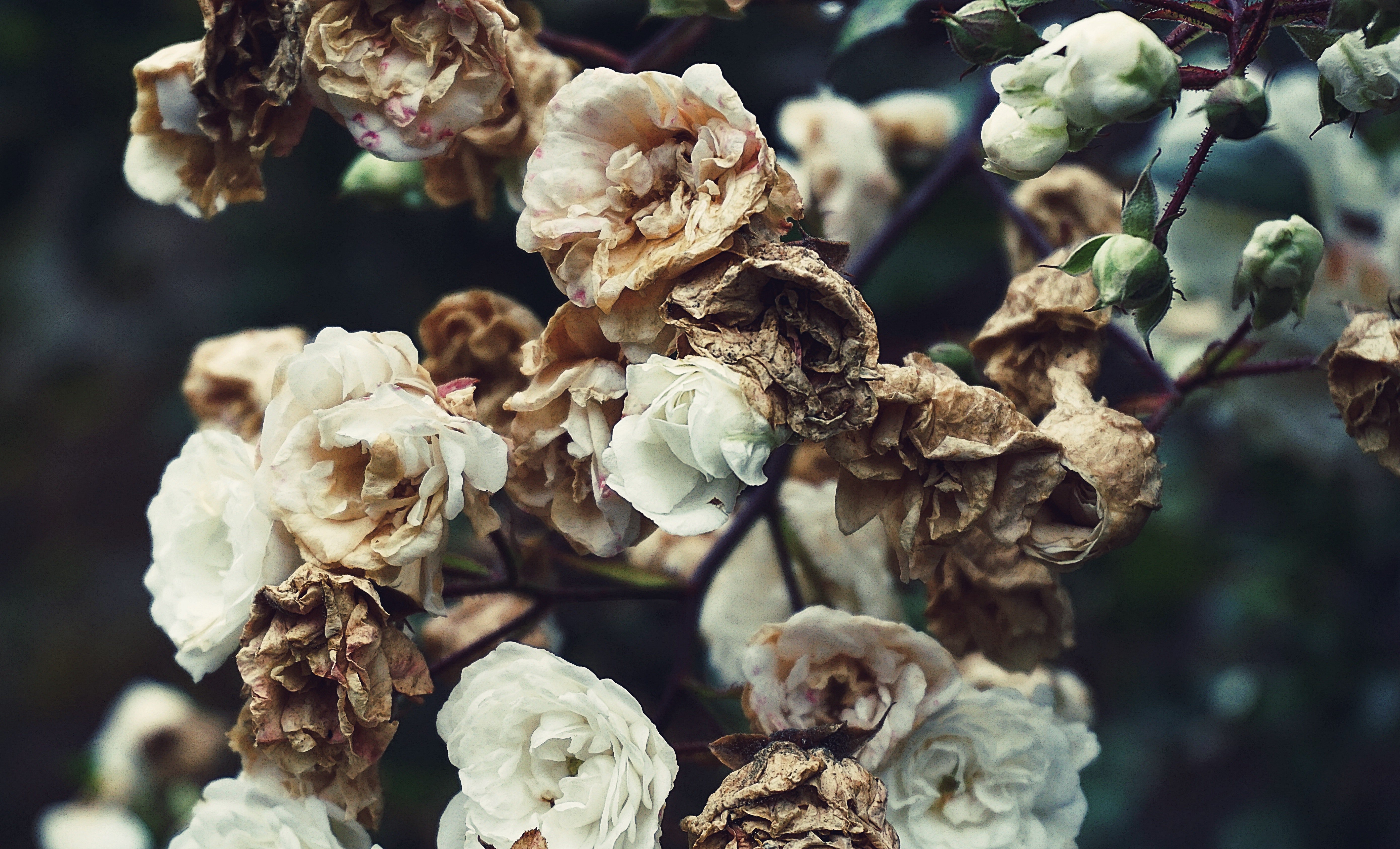 Flores secas. | Foto: Pexels 