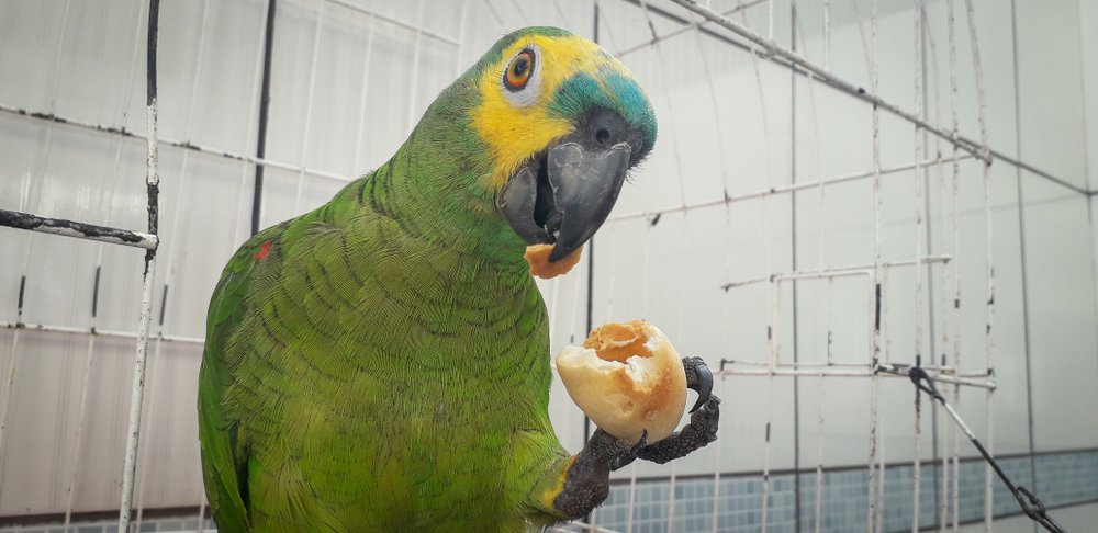 Papagei aus Brasilien in Käfig. I Quelle: Shutterstock