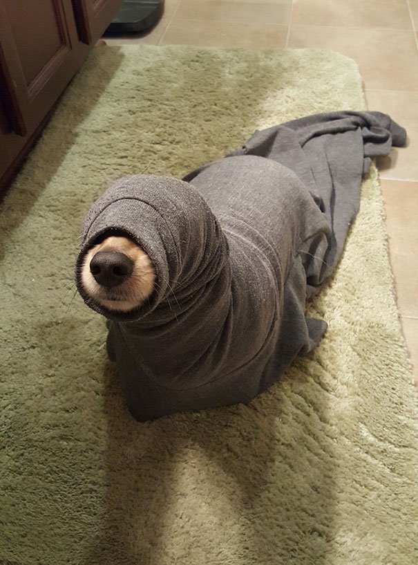 Chien / Source : Imgur/ ihopethiscomesoffwitty Chien / Source : Imgur/ ihopethiscomesoffwitty