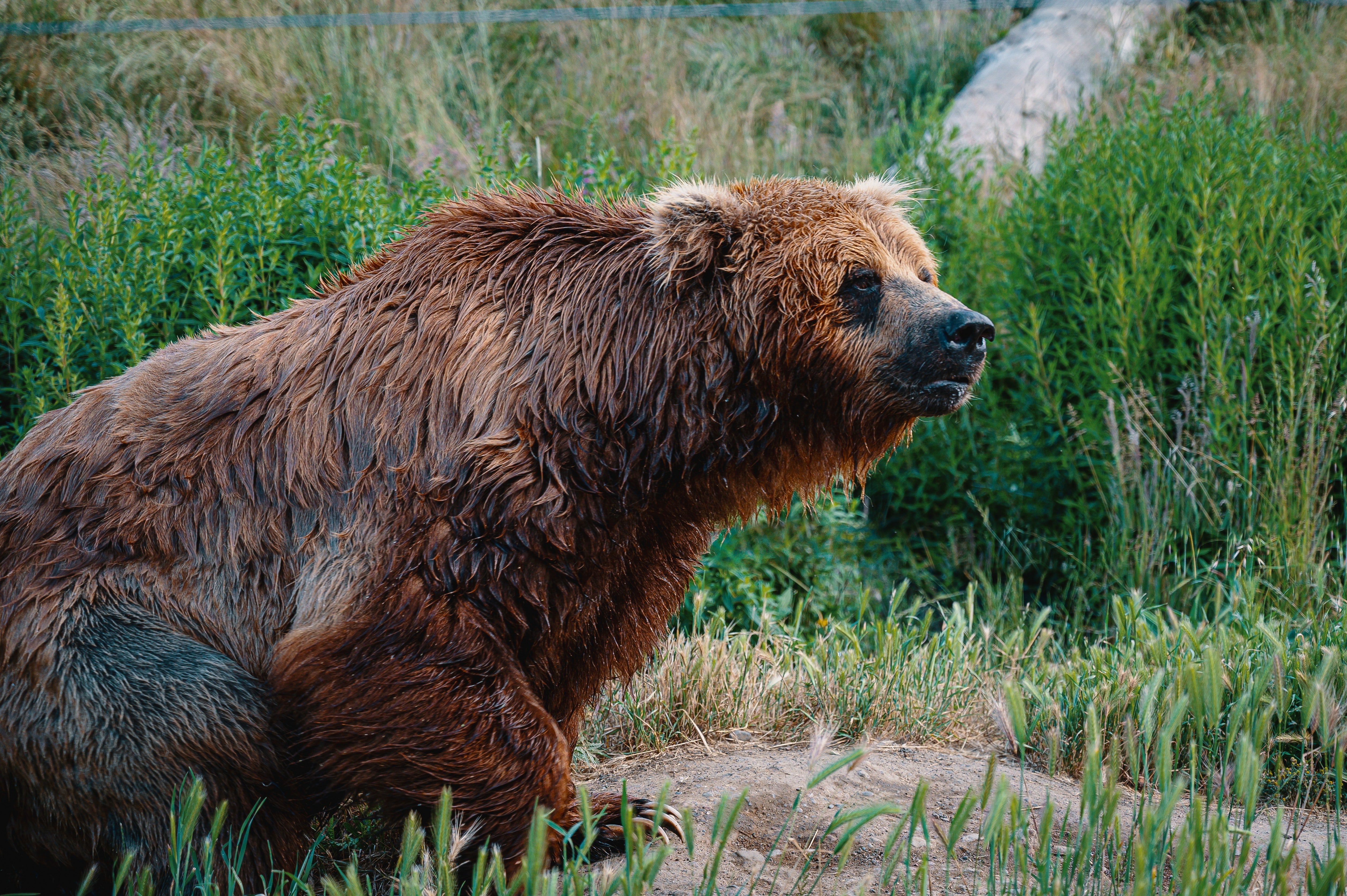 A brown bear makes its way through a creek | Photo: Pexels/Brett Sayles