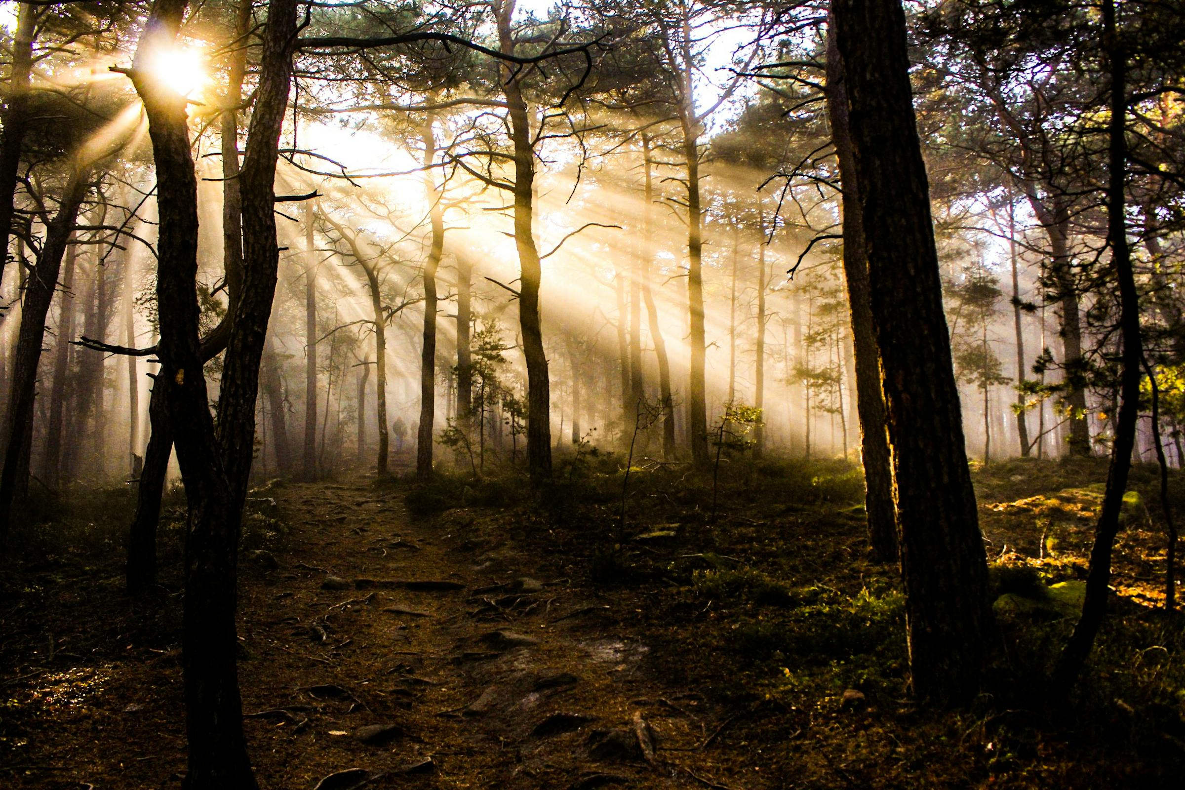 A sunlit forest | Source: Pexels