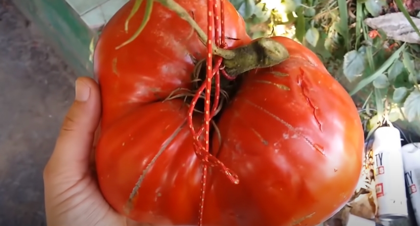 The world's heaviest tomato grown by Dan Sutherland in 2004. | Source: youtube.com/Top Fives