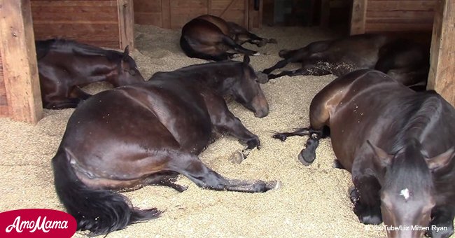 Farmer went into the barn and found that all his horses were lying motionless