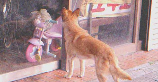 Un perro parado frente a la vitrina de una tienda. | Foto: Flickr