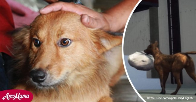 Dog in Thailand saved a newborn's life by dragging 'garbage' home