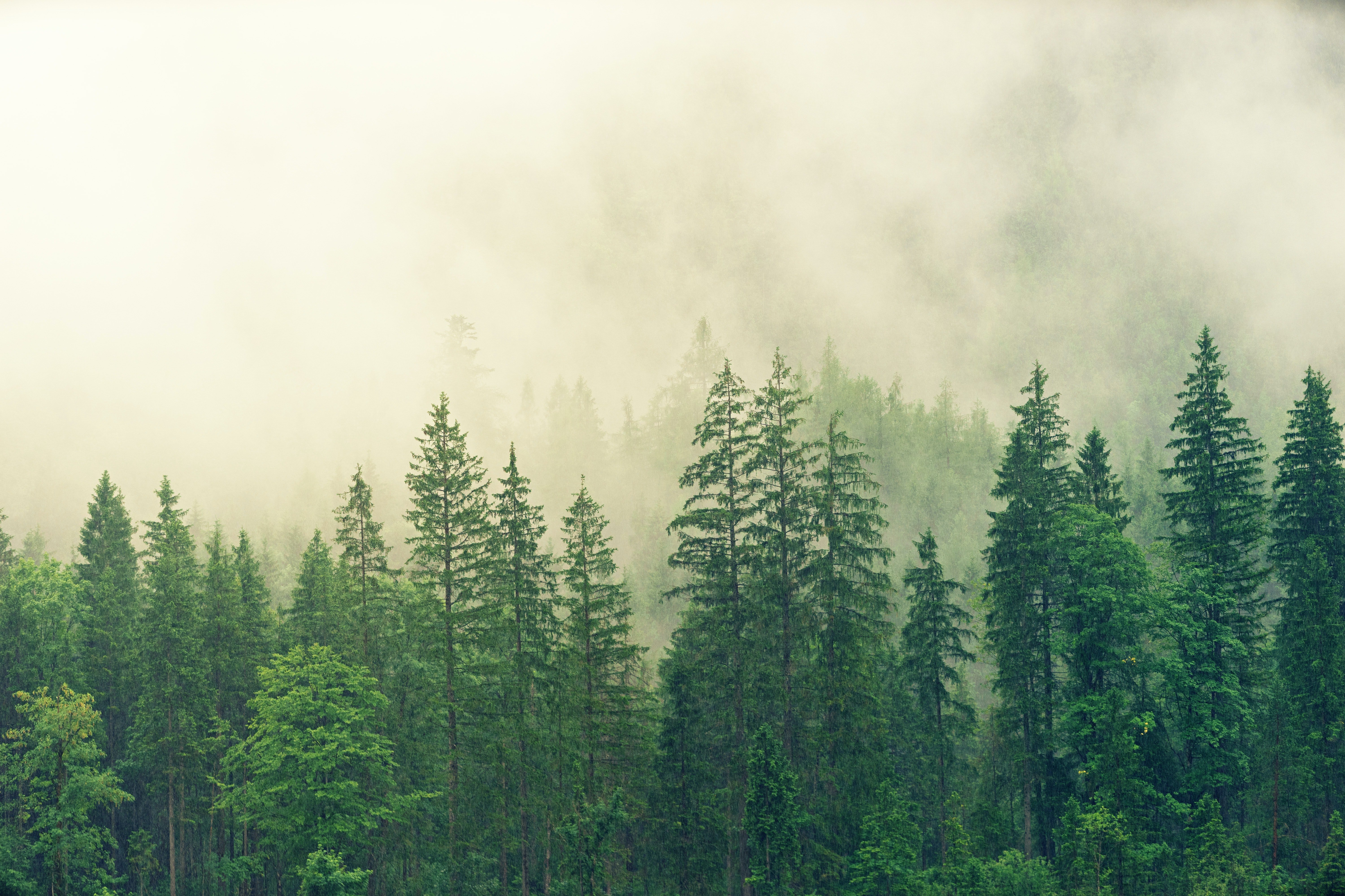 Pictured - A forest covered in white fog | Source: Pexels 