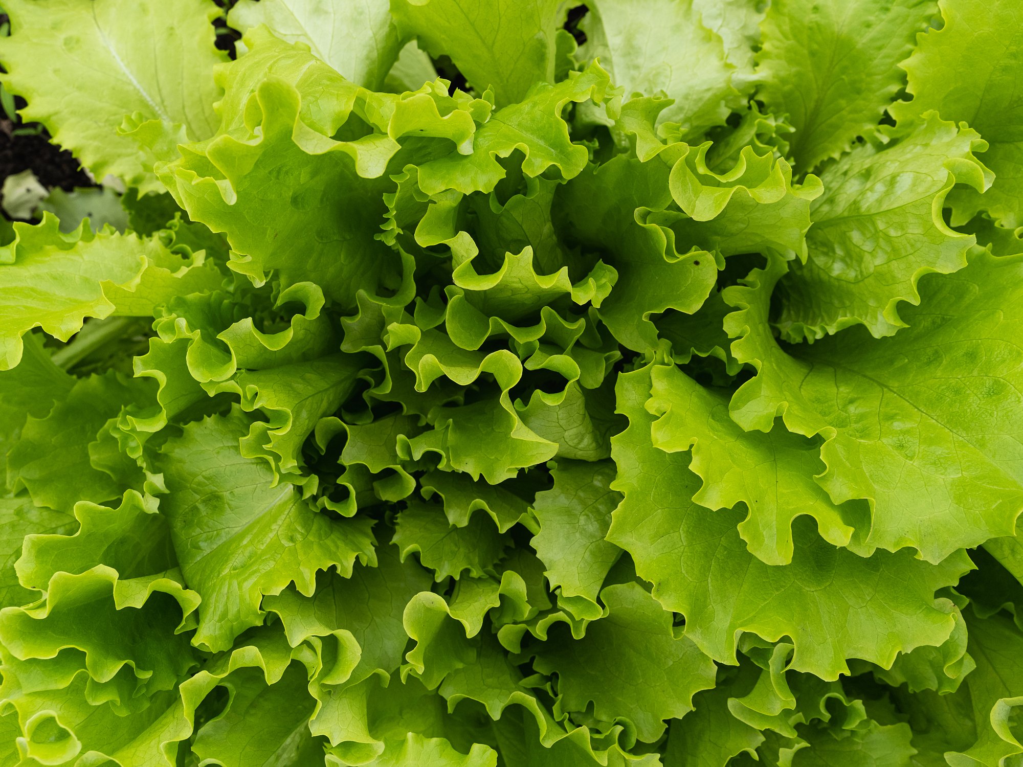 Feuilles de salade. | Photo : Getty Images