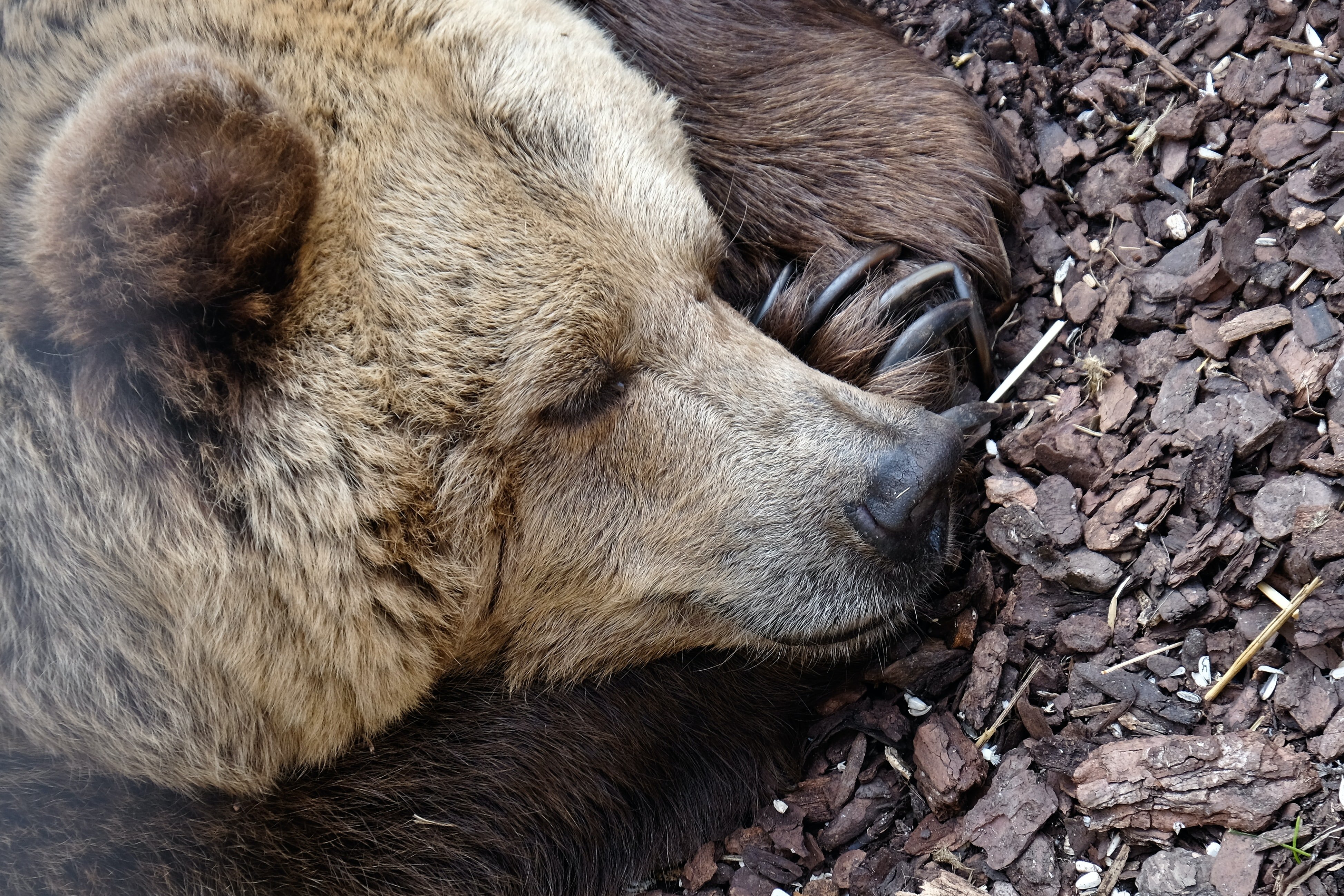 Mr. Squiggles was a grizzly in disguise and he ate nightmares and shadows. | Source: Unsplash