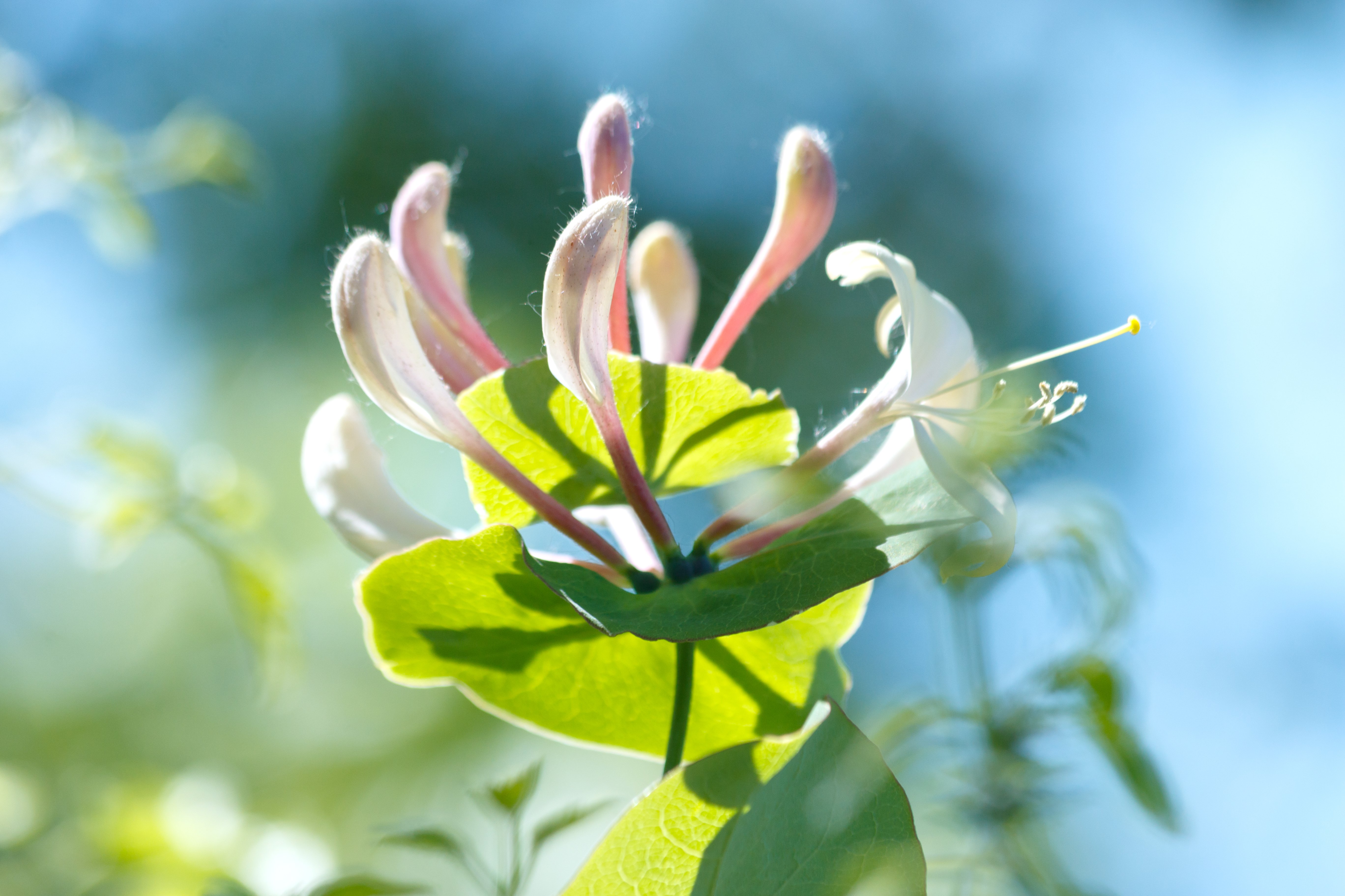 Un chèvrefeuille | Photo : Shutterstock