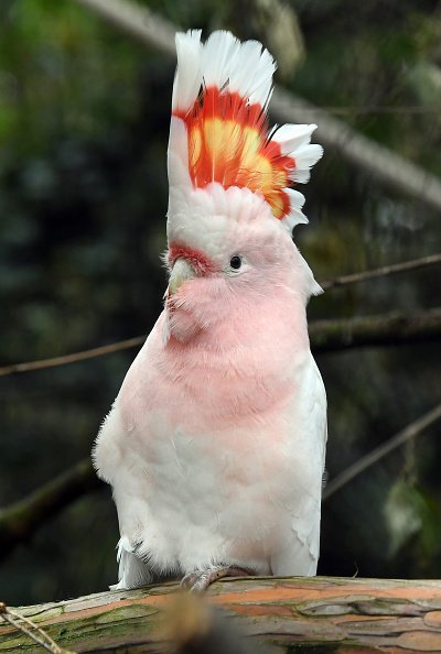 A cockatoo.| Photo: Getty Images.