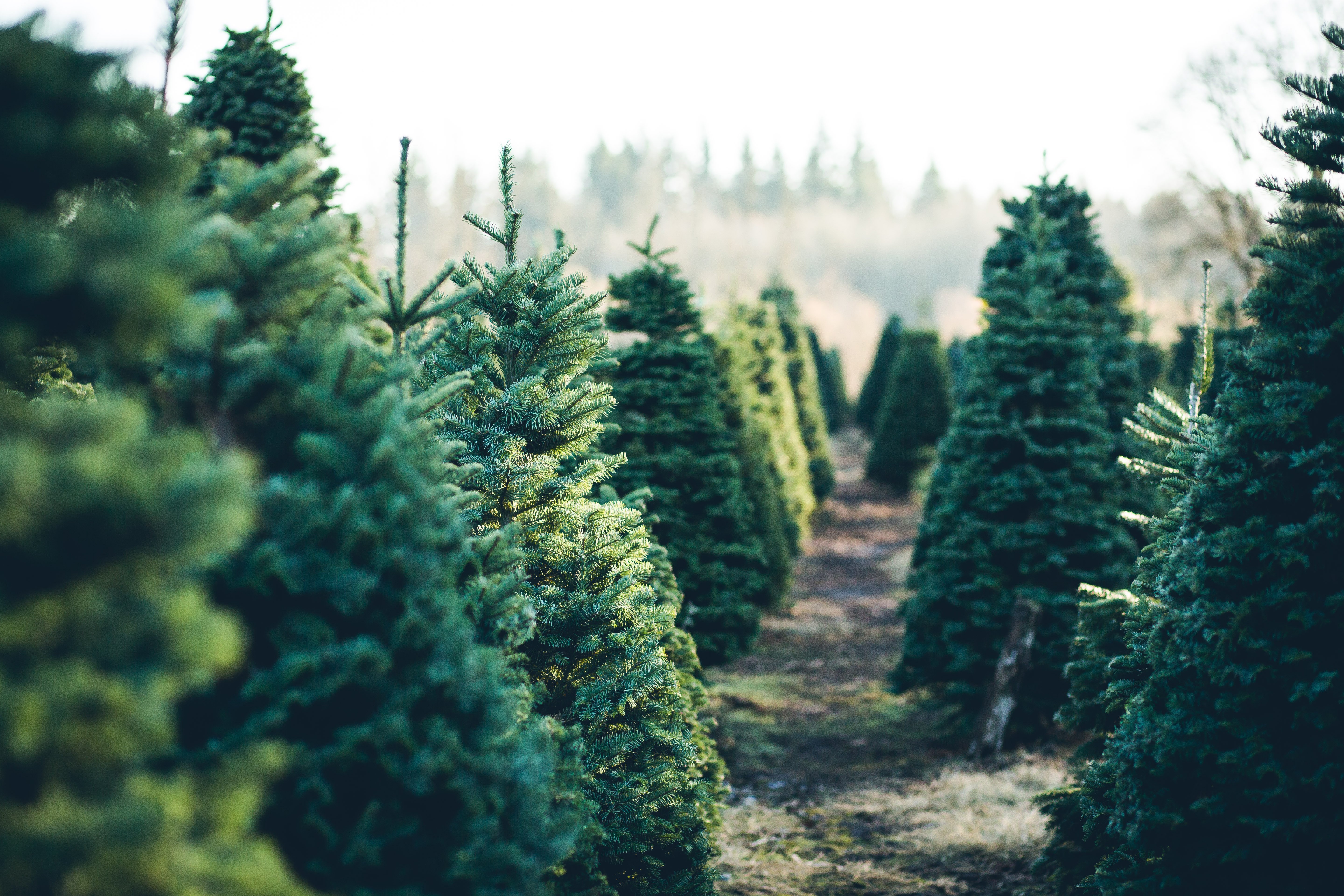 Trees in Rows at a Christmas Tree Farm | Photo: Shutterstock.com